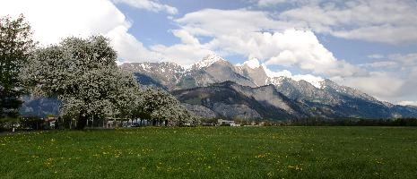 Blossom 2.jpg